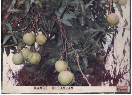 Mango Niranjan