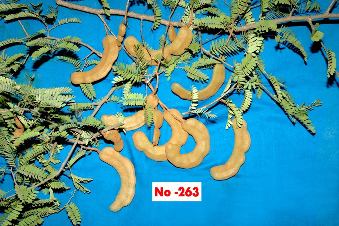 Tamarind 263