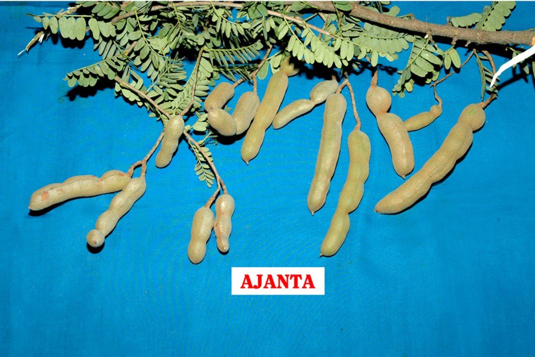 Tamarind Ajintha