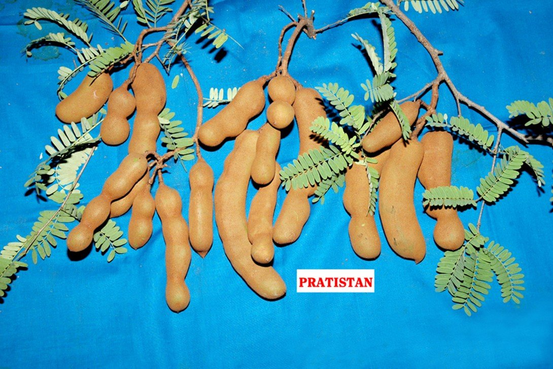 Tamarind Pratishthan