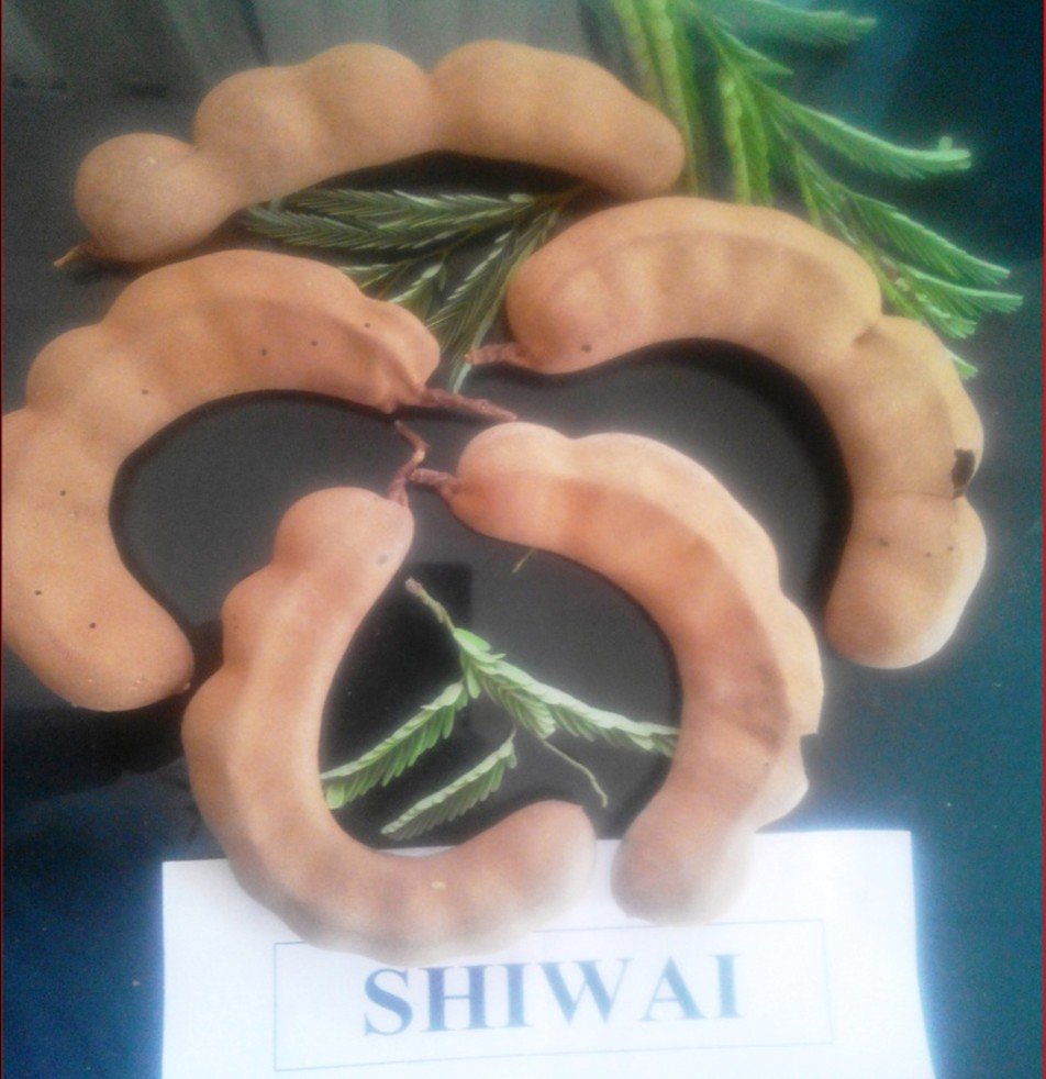 Tamarind Shiwai