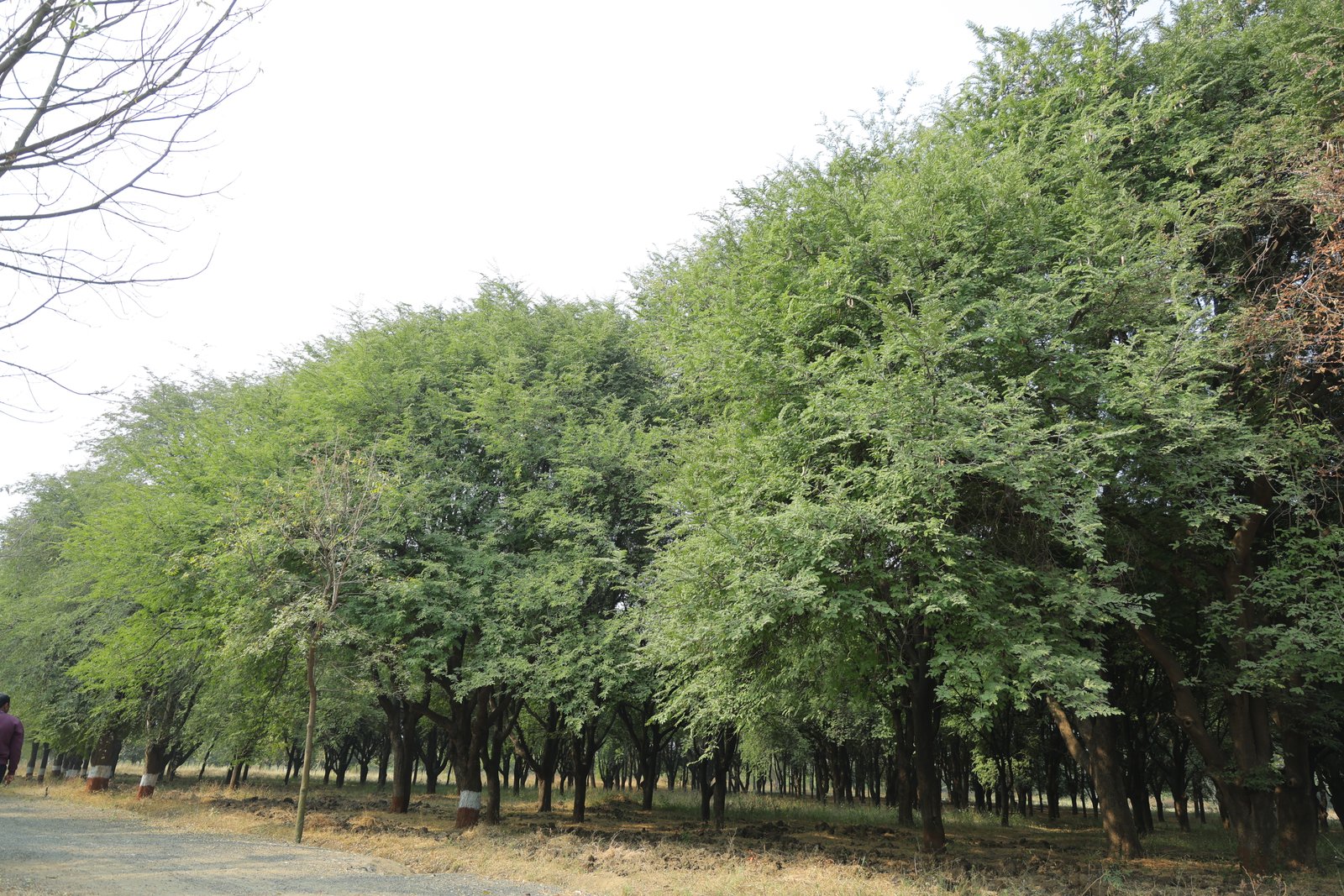 चिंच नं. २६३ मातृवृक्ष