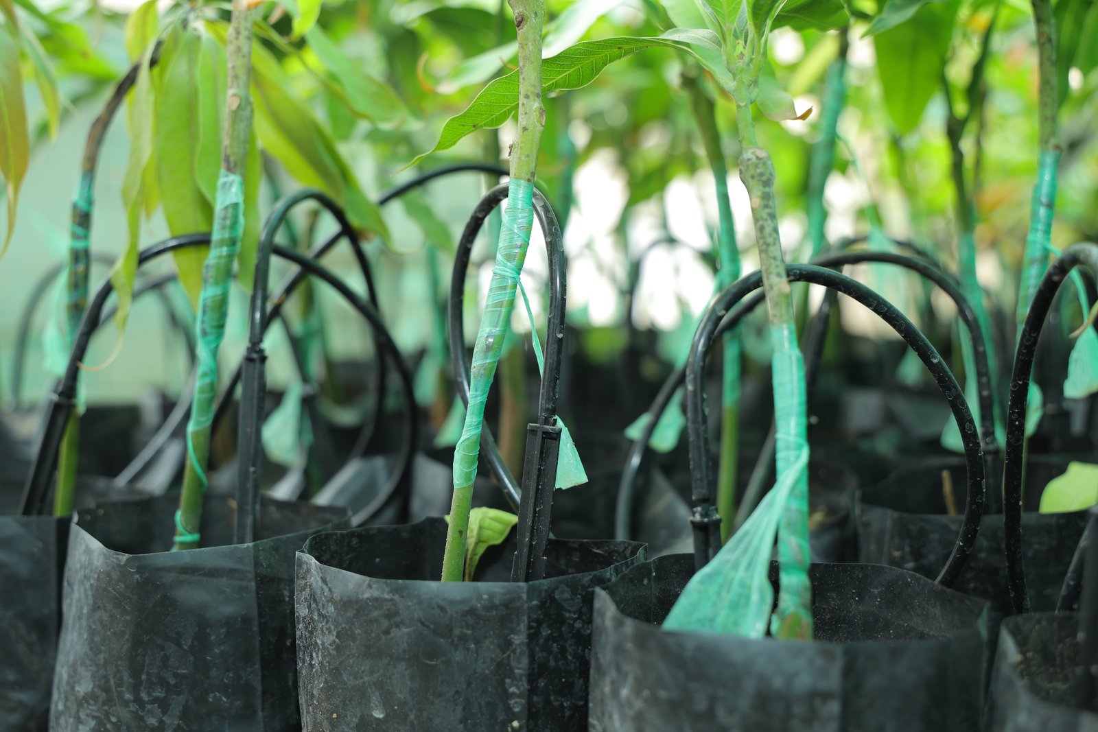 पेग सिंचन प्रणाली ( फळ संशोधन केंद्र, हिमायतबाग, छ. संभाजीनगर )